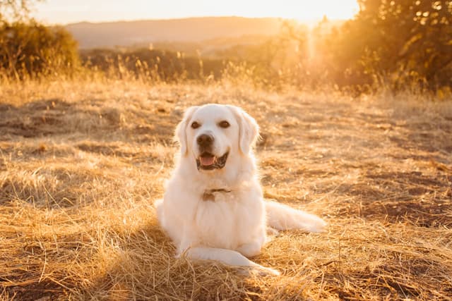 Brody the English Cream Golden Retriever